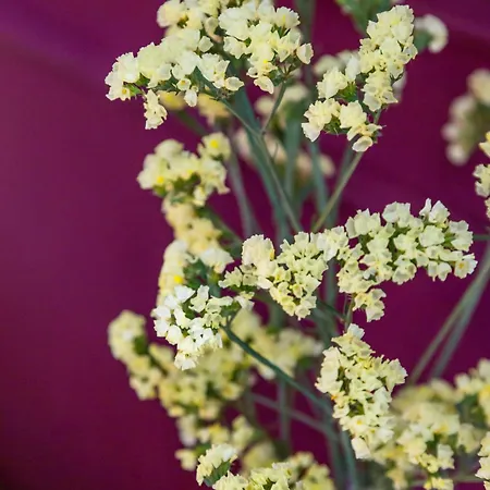 Starguest Dante 4* Napoli